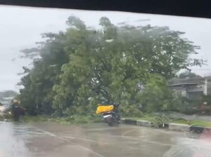 Jalan Poros Makassar-Barru di Awarange Macet 2 Km, Ada Pohon Tumbang Jalan Poros Makassar-Barru di Awarange Macet 2 Km, Ada Pohon Tumbang