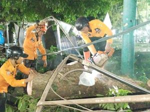 Pohon Tumbang Timpa Rumah, Lapak PKL hingga Kendaraan di Bogor