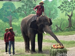 Pengunjung KBS Disuguhi Perayaan Ulang Tahun Gajah Gonzales