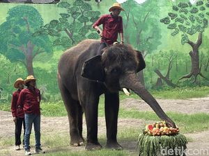 Pengunjung KBS Disuguhi Perayaan Ulang Tahun Gajah Gonzales Pengunjung KBS Disuguhi Perayaan Ulang Tahun Gajah Gonzales