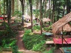 Nikmati Daya Tarik Hutan Pinus Nongko Ijo Madiun saat Liburan Nataru