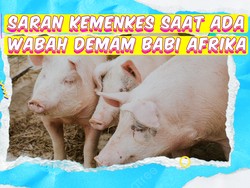 Video KuTips: Imbauan Kemenkes di Tengah Wabah Demam Babi Afrika