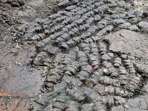 Ngeri! Arkeolog Temukan Lantai Terbuat dari Tulang di Belanda