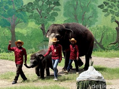 Melihat Perayaan Ulang Tahun Gajah Gonzales di KBS