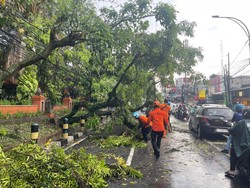 Lalin MT Haryono Kota Malang Sempat Macet Panjang Dampak Pohon Tumbang