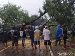 Pohon Tumbang Tutup Jalan Poros Bone di Bengo, Lalin Macet 1 Km