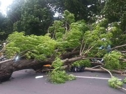 Pohon Tumbang Pemotor di Raya Wonoayu Sidoarjo, 1 Orang Patah Tulang