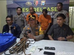 2 Pria Paruh Baya Ditangkap Polisi Usai Curi 3 Sapi