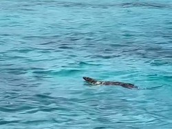 Viral Komodo Berenang di Long Pink Beach Labuan Bajo