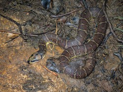 Ular Kadut Berbisa atau Tidak? Ini Penjelasan dan Fakta Menariknya