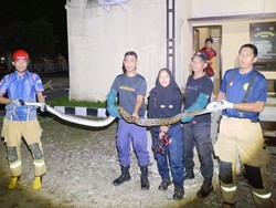Lilit Ayam Peliharaan Polisi, Ular Piton 4 Meter Dievakuasi