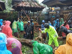 Pohon Setinggi 40 Meter Tumbang Timpa Pura di Gianyar, Kerugian Rp 400 Juta Pohon Setinggi 40 Meter Tumbang Timpa Pura di Gianyar, Kerugian Rp 400 Juta