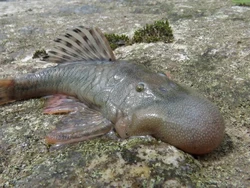 Baru Ditemukan, Ikan Berkepala Aneh dan Tikus Amfibi