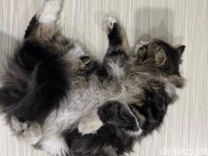 Polisi Cari Airsoft Gun yang Dipakai Sandi Tembak Kucing Polisi Cari Airsoft Gun yang Dipakai Sandi Tembak Kucing