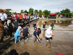 Padi Tahan Garam Ditanam di Pesisir Semarang, Lahan Tidur Jadi Produktif