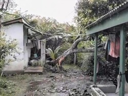 Cuaca Ekstrem, Pohon Bertumbangan Timpa Rumah Warga di Bondowoso