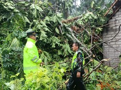 Pohon Tumbang Timpa Rumah-Longsor Terjadi di Melaya Jembrana