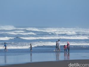 Waspada! Ubur-ubur Serbu Pantai Parangtritis, 50 Wisatawan Tersengat Waspada! Ubur-ubur Serbu Pantai Parangtritis, 50 Wisatawan Tersengat