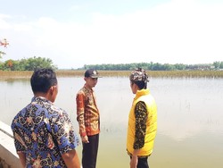 Tanggul Sungai Jebol, Ratusan Hektare Sawah di Lamongan Terendam Banjir