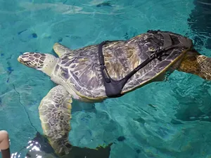 Penyu Ini Punya Sindrom Pantat Gelembung yang Buatnya Sulit Berenang, Mengapa? Penyu Ini Punya Sindrom Pantat Gelembung yang Buatnya Sulit Berenang, Mengapa?