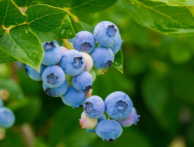 Buah blueberry baik dikonsumsi untuk menjaga kesehatan otak/Foto: Pixabay/ChiemSeherin