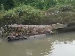 Buaya di Sungai Kedungpeluk Sidoarjo Disebut Muncul Saat Musim Kawin