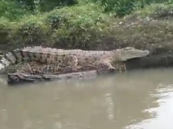Heboh Buaya di Australia Ikutan Pura-pura Tenggelam Mirip di Kalimantan