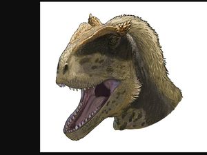 Temuan Mengejutkan Spesies Dinosaurus Beralis Tebal Temuan Mengejutkan Spesies Dinosaurus Beralis Tebal