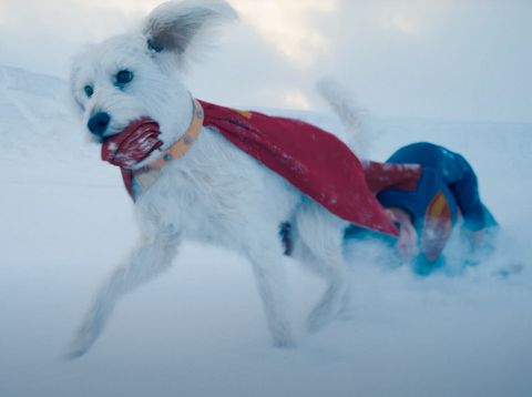 Krypto dalam film Superman (2025). (DC/Warner Bros. Pictures)