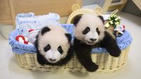 Gemasnya Panda An An dan Ke Ke Rayakan Natal Pertama di Hong Kong