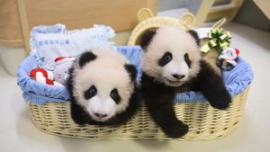 Gemasnya Panda An An dan Ke Ke Rayakan Natal Pertama di Hong Kong