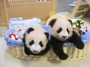 Gemasnya Panda An An dan Ke Ke Rayakan Natal Pertama di Hong Kong