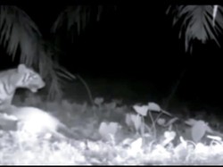 Harimau Mangsa Sapi Milik Warga di Lampung, Aksinya Terekam CCTV