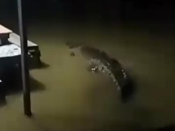 Heboh Buaya Masuk Permukiman Warga Saat Banjir di Maros, Damkar Pastikan Hoax