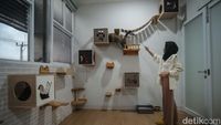 Hotel Kucing di Depok Ini Punya Fasilitas Playground, Dijamin Betah
