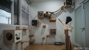 Hotel Kucing di Depok Ini Punya Fasilitas Playground, Dijamin Betah