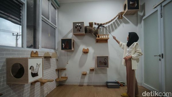 Hotel Kucing di Depok Ini Punya Fasilitas Playground, Dijamin Betah