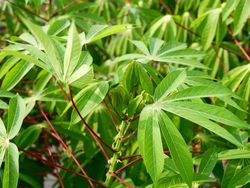 5 Kandungan Nutrisi Daun Singkong yang Bantu Turunkan Berat Badan