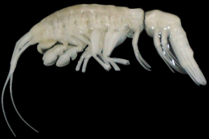 Predator maritim dalam gres yang didapatkan di kedalaman ekstrem Palung Atacama, di lepas pantai Peru dan Chili. Predator maritim dalam gres yang didapatkan di kedalaman ekstrem Palung Atacama, di lepas pantai Peru dan Chili.