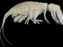 Ada Predator Laut Dalam Baru Bernama Kegelapan, Bentuknya Mirip Udang?