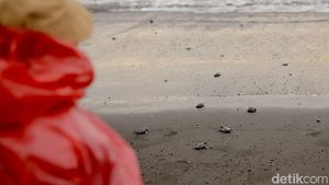 Puluhan Tukik Dilepasliarkan di Pantai Saba Bali