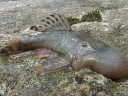 27 Spesies Aneh Ditemukan: Tikus Amfibi hingga Ikan Berhidung Bengkak