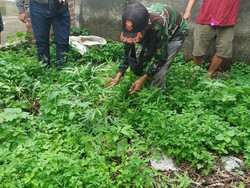 35 Batang Tanaman Ganja Ditemukan di Bangunan Bekas Minimarket Sidoarjo