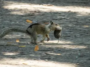 Perilaku Aneh, Tupai Berubah Jadi Pemakan Daging Perilaku Aneh, Tupai Berubah Jadi Pemakan Daging