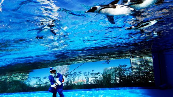 Aksi Sinterklas Berenang Bareng Penguin Meriahkan Natal di Tokyo
