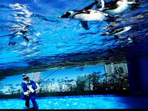 Aksi Sinterklas Berenang Bareng Penguin Meriahkan Natal di Tokyo