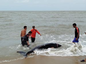 Paus Ukuran 2,5 Meter Terdampar di Pantai Bangka Tengah, Dikembalikan ke Laut Paus Ukuran 2,5 Meter Terdampar di Pantai Bangka Tengah, Dikembalikan ke Laut