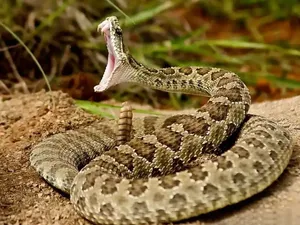 Kumpulan Ular Paling Mematikan di Seluruh Dunia, Ada dari Indonesia