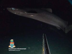 Terungkapnya Keberadaan Spesies Misterius di Kedalaman Laut Karibia Terungkapnya Keberadaan Spesies Misterius di Kedalaman Laut Karibia