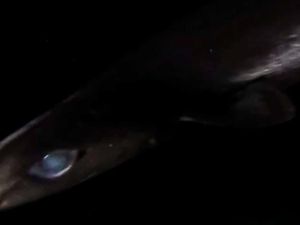 Ilmuwan Temukan Spesies Misterius di Kedalaman Laut Karibia Ilmuwan Temukan Spesies Misterius di Kedalaman Laut Karibia